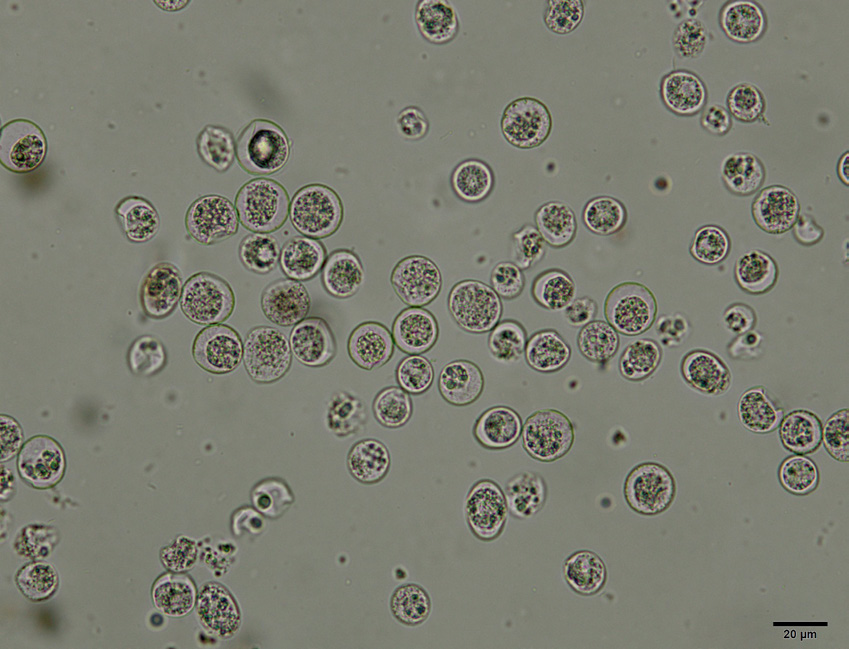 Internal Parasites in Chickens Extension